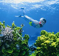 Wheeler Reef Dive Site - Attractions