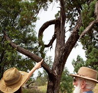 Charleville - Outback Native Timber Walk - Attractions
