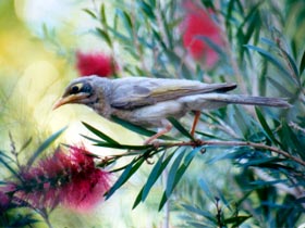 Windorah Nature Drive - Attractions 0