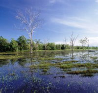 Tyto Wetlands - Attractions