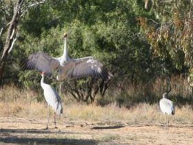 Bulloo River Walk - Attractions 0