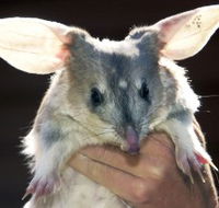 Charleville - Bilby Experience - Attractions