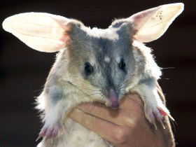Charleville - Bilby Experience - Attractions 0