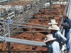 Dalrymple Sales Yards - Cattle Sales - Attractions 0