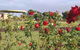 Elizabeth Park Rose Gardens - thumb 0
