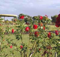 Elizabeth Park Rose Gardens - Attractions