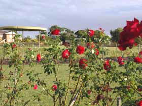 Elizabeth Park Rose Gardens - Attractions 0