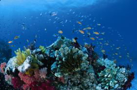 Cherubs Cave Dive Site - Attractions 0