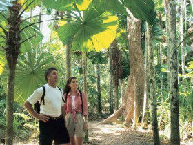 Licuala State Forest - Attractions 0
