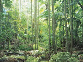 Python Rock Canungra