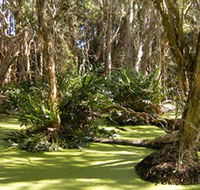 Arkarra Lagoons and Tea Gardens - Attractions