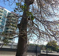 The Leichhardt Tree - Attractions