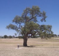 Historic Coolabah Tree - Attractions