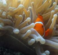 Flat Rock Dive Site - Attractions