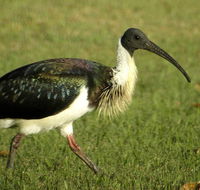 Toowoomba Bicentennial Waterbird Habitat - Attractions