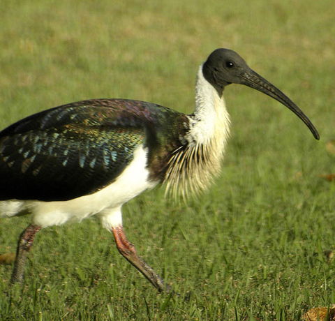 Toowoomba Bicentennial Waterbird Habitat - Attractions 0