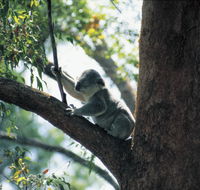 Daisy Hill Conservation Park - Attractions