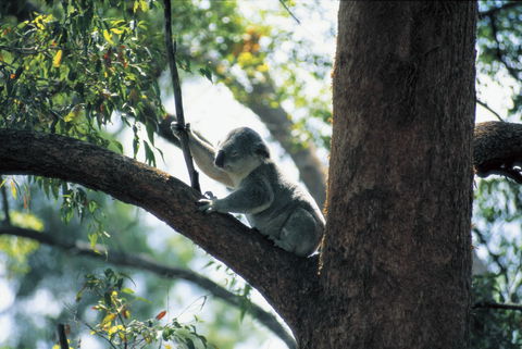 Daisy Hill Conservation Park - Attractions 0