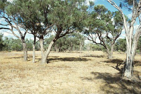 Forest Den National Park - Attractions 0