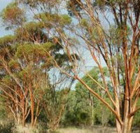Myall Park Botanic Garden - Attractions