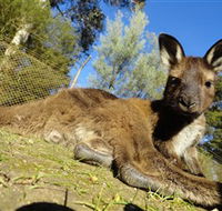 Ballarat Wildlife Park - Attractions
