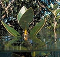 Jawbone Marine Sanctuary - Attractions