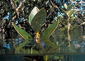 Jawbone Marine Sanctuary - Attractions 0