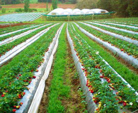 Kookaberry Strawberry Farm - Attractions 0