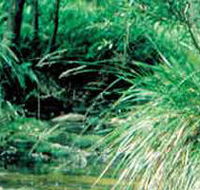 Lerderderg State Park - Attractions