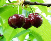 Red Hill Cherry Farm