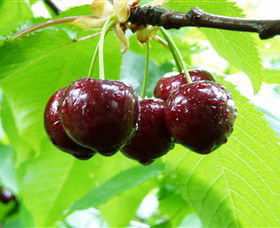 Red Hill Cherry Farm - Attractions 0