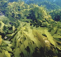 Barwon Bluff Marine Sanctuary - Attractions