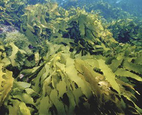 Barwon Bluff Marine Sanctuary - Attractions 0
