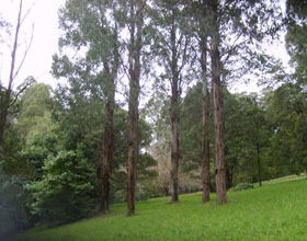 Mount Dandenong Arboretum - Attractions 0
