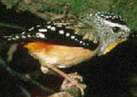 Book Benalla Accommodation Vacations Attractions Attractions