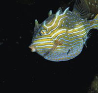 Mushroom Reef Marine Sanctuary - Attractions