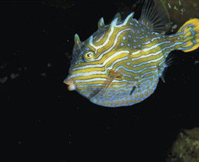 Mushroom Reef Marine Sanctuary - Attractions 0