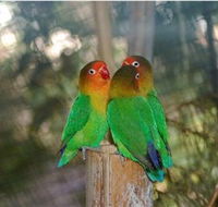 Ballarat Bird World - Attractions