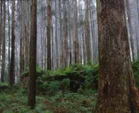 Kinglake National Park - Attractions 0