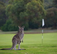 Anglesea Golf Club - Attractions