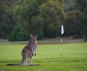 Anglesea Golf Club - Attractions 0