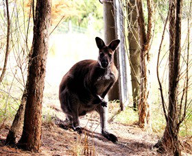 Great Ocean Road Wildlife Park - Attractions 0