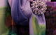 The Maharani Collection - thumb 3