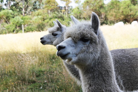 Great Ocean Road Wildlife Park - Attractions 1