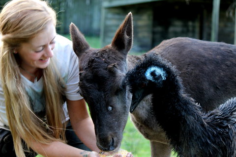 Great Ocean Road Wildlife Park - Attractions 2