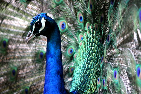 Great Ocean Road Wildlife Park - Attractions 5