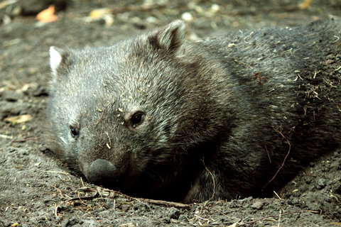 Great Ocean Road Wildlife Park - Attractions 7