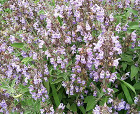 Otway Herbs Apollo Bay