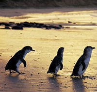 Phillip Island Nature Park - Attractions
