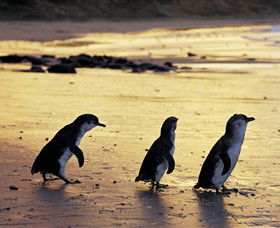 Phillip Island Nature Park - Attractions 0